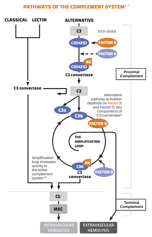 Infographic showing the pathways of the complement system