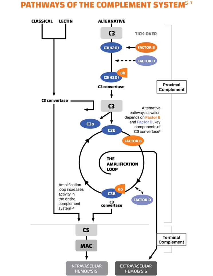 Pathways of the Complement System